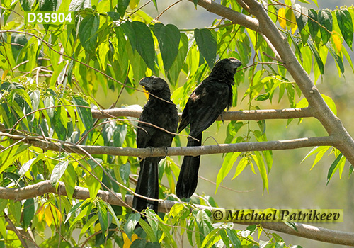 Smooth-billed Ani (Crotophaga ani)